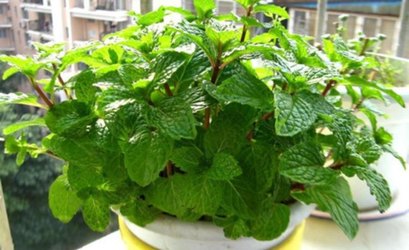 好养的大型绿植有哪些「好养的大型绿植有哪些 室内」